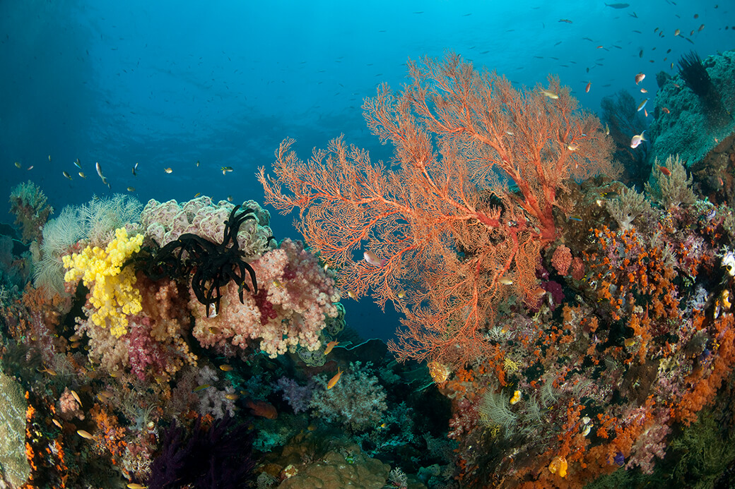 Risk-sensitive planning for conserving coral reefs under rapid climate change